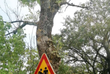 &lt;p&gt;Prometni znak u Dalmaciji&lt;/p&gt;
