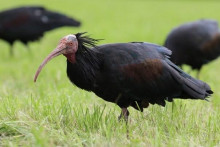 &lt;p&gt;Sjeverni ćelavi ibis&lt;/p&gt;
