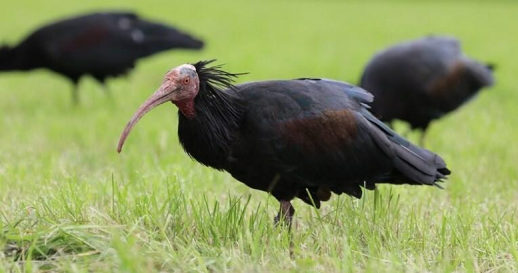 &lt;p&gt;Ćelavi ibis&lt;/p&gt;
