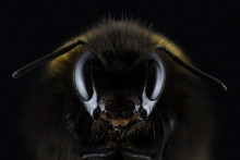 &lt;p&gt;Znanstvenici iz Hrvatske i BiH treniraju pčele da otkriju gdje su zaostale mine&lt;/p&gt;
