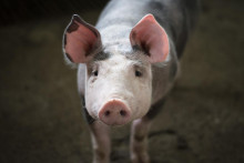 &lt;p&gt;Nijemci planiraju uzgajati svinje za transplatacije srca ljudima&lt;/p&gt;
