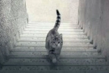 &lt;p&gt;Optička iluzija mačke na stepenicama može otkriti jeste li pesimist ili optimist&lt;/p&gt;
