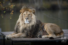 &lt;p&gt;Znanstvenici lavovima u nosove prskali hormon oksitocin. Postali su manje agresivni&lt;/p&gt;
