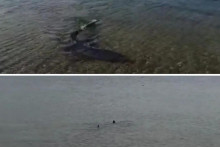 &lt;p&gt;Nakon Istre morski psi plivaju i u moru na jugu Hrvatske&lt;/p&gt;
