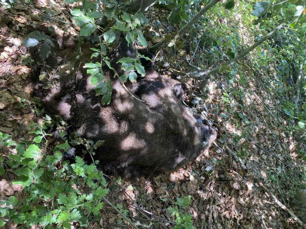 &lt;p&gt;U Nacionalnom parku Sutjeska ubijen medo Maglić&lt;/p&gt;
