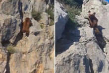 &lt;p&gt;Na Twitteru se širi video medvjeda kako se poput sportaša u formi, penje po stijenama u kanjonu rijeke Pive.&lt;/p&gt;
