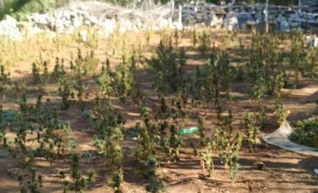 &lt;p&gt;U Ljubuškom pronađeno 918 stabljika marihuane&lt;/p&gt;
