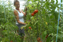 &lt;p&gt;Vesna Bošnjak na plantaži u Usori proizvodi 140 vrsta rajčice&lt;/p&gt;
