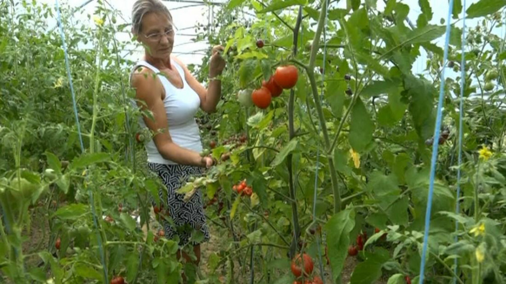 &lt;p&gt;Vesna Bošnjak na plantaži u Usori proizvodi 140 vrsta rajčice&lt;/p&gt;
