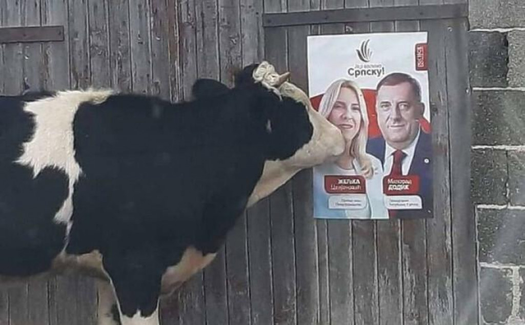 &lt;p&gt;Krava prišla SNSD-ovom plakatu, fotografija postala viralna &lt;/p&gt;
