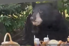 &lt;p&gt;Medvjed pojeo rođendansku klopu&lt;/p&gt;
