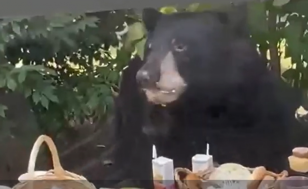 &lt;p&gt;Medvjed pojeo rođendansku klopu&lt;/p&gt;
