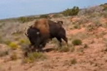 &lt;p&gt;Ženu u Teksasu napao bizon, objavila je snimku napada: &amp;#39;&amp;#39;Bila sam preblizu&amp;#39;&amp;#39;&lt;/p&gt;
