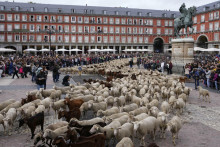 &lt;p&gt;Stotine ovaca u pratnji pastira prošle središtem Madrida: &amp;#39;Djeca misle da mlijeko dolazi iz trgovine&amp;#39;&lt;/p&gt;
