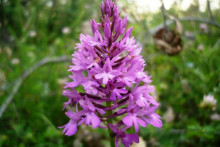 &lt;p&gt;Na području Hutova blata rastu četiri vrste ugroženih orhideja&lt;/p&gt;
