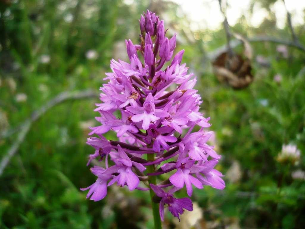 &lt;p&gt;Na području Hutova blata rastu četiri vrste ugroženih orhideja&lt;/p&gt;
