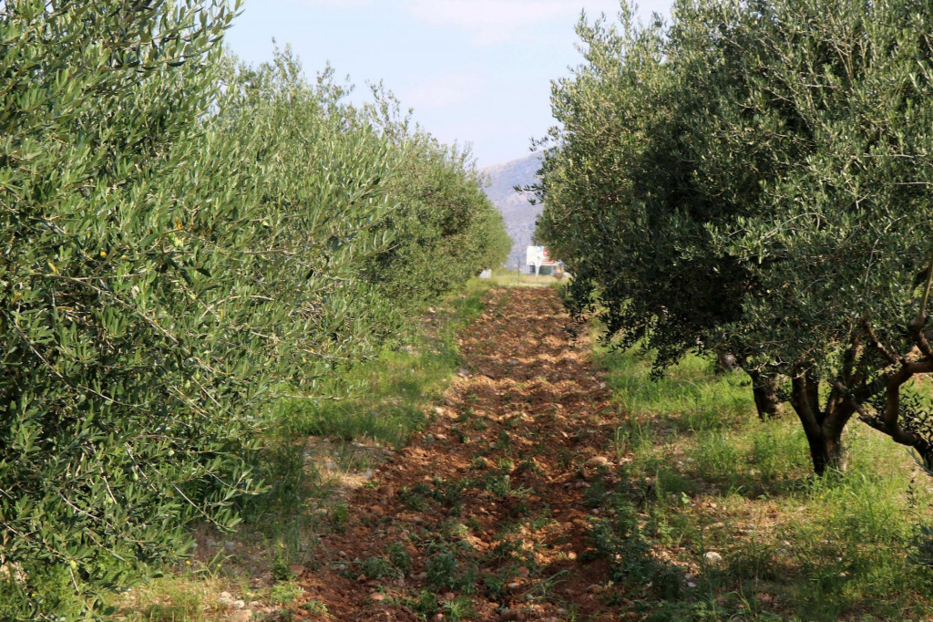 &lt;p&gt;MOSTAR, 5. prosinca (FENA)– Hercegovina ima oko 93.000 stabala masline koja daju iznimno kvalitetno maslinovo ulje, a u razgovoru za Fenu direktor Federalnog agromediteranskog zavoda (FAZ) iz Mostara Marko Ivanković je rekao kako se svake godine posadi 10 do 15 tisuća novih stabala ove mediteranske biljke. (Foto FENA/Arhiva)&lt;/p&gt;
