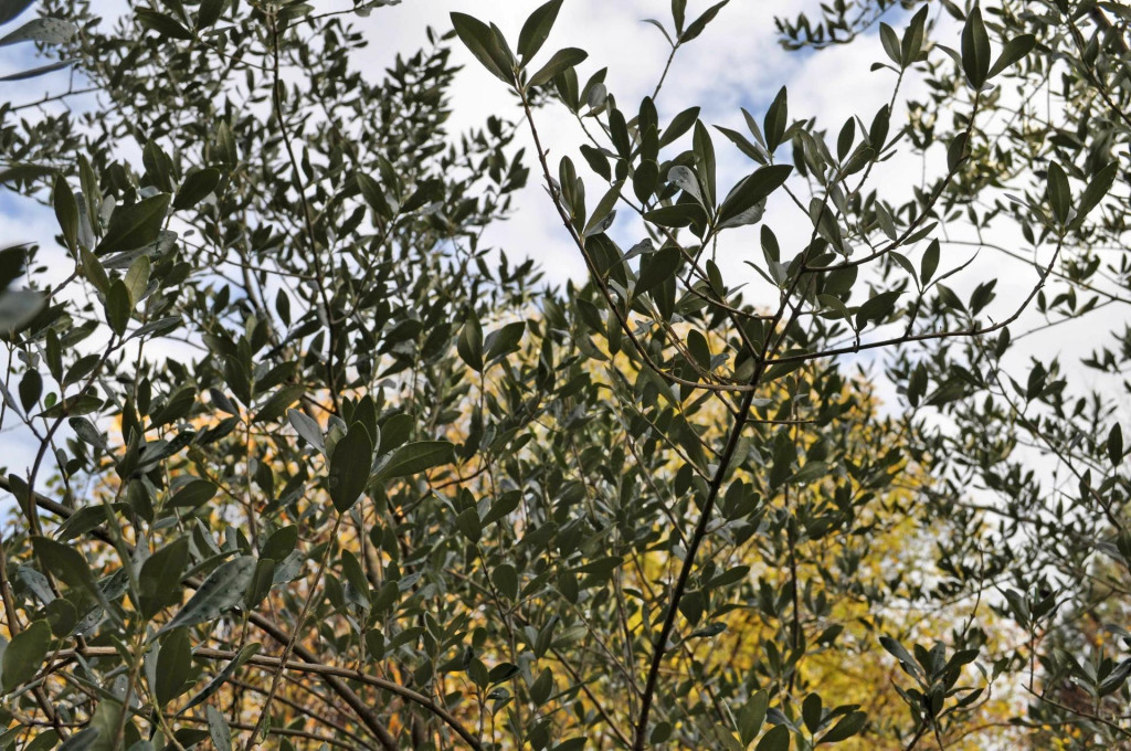 &lt;p&gt;MOSTAR, 5. prosinca (FENA)– Hercegovina ima oko 93.000 stabala masline koja daju iznimno kvalitetno maslinovo ulje, a u razgovoru za Fenu direktor Federalnog agromediteranskog zavoda (FAZ) iz Mostara Marko Ivanković je rekao kako se svake godine posadi 10 do 15 tisuća novih stabala ove mediteranske biljke.(Foto FENA/Arhiva)&lt;/p&gt;
