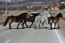 &lt;p&gt;Divlji konji - Livno&lt;/p&gt;
