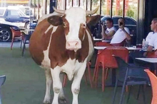 &lt;p&gt;Krava u kafiću&lt;/p&gt;