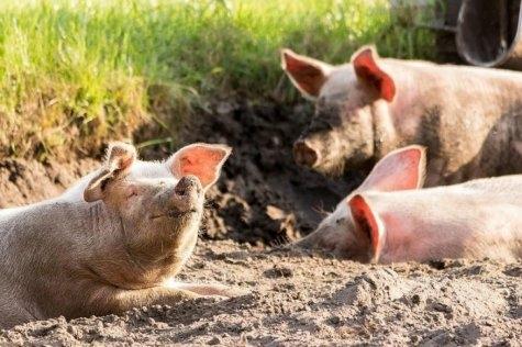 Zbog nelegalanog prometa životinja, afrička svinjska kuga zabilježena i u Hercegovini