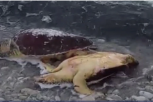 &lt;p&gt;Pomor glavatih želvi kod Dugog otoka&lt;/p&gt;