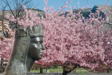 &lt;p&gt;Procvjetale japanjske trešnje u Mostaru/Ilustracija&lt;/p&gt;