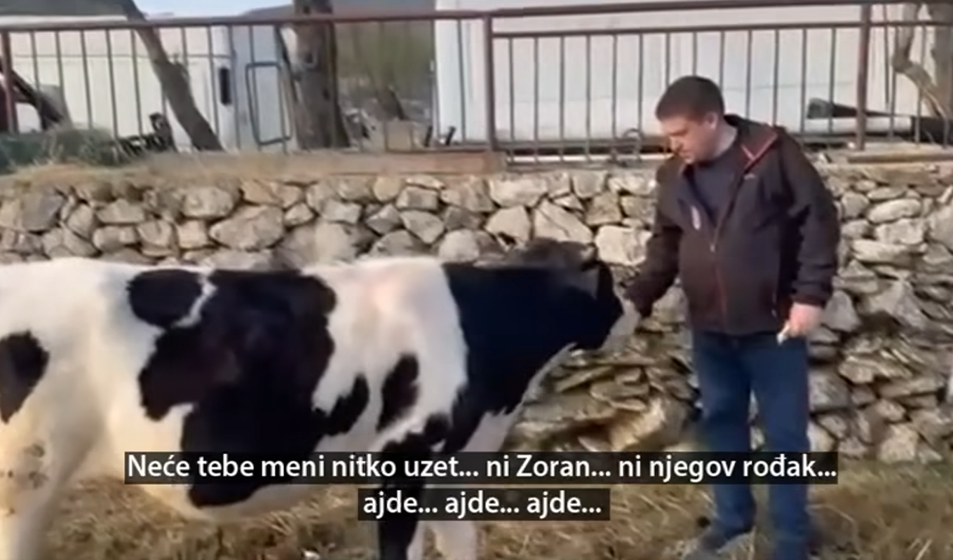 Butković poslao Milanoviću video u kojem razgovara s kravom