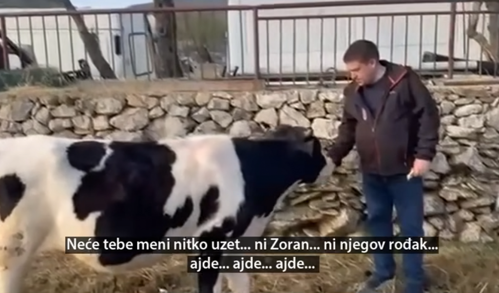 &lt;p&gt;Butković razgovara s kravom&lt;/p&gt;
