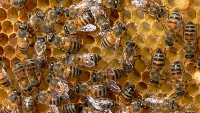 Svjetski je dan pčela: Bez njih nema hrane, plodova, nema ljudi