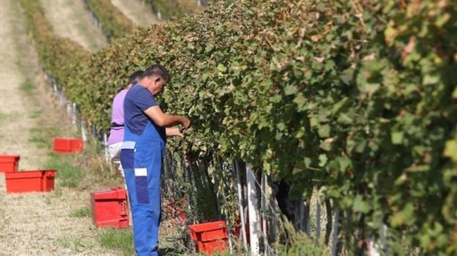 Hercegovačke autohtone sorte vinove loze uskoro će se uzgajati u Portugalu